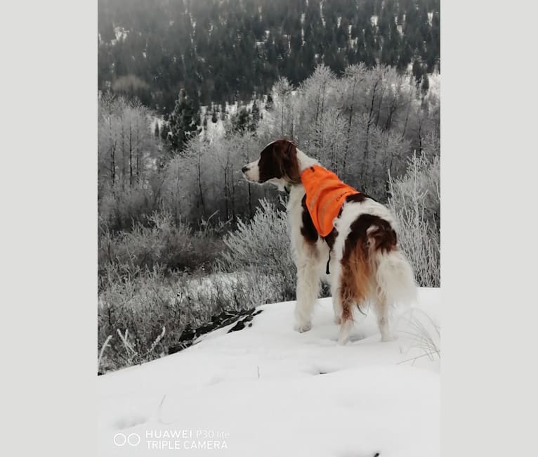 Annagh Nuala, an Irish Red and White Setter tested with EmbarkVet.com