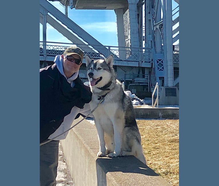 Buddy, a Siberian Husky and Alaskan Malamute mix tested with EmbarkVet.com