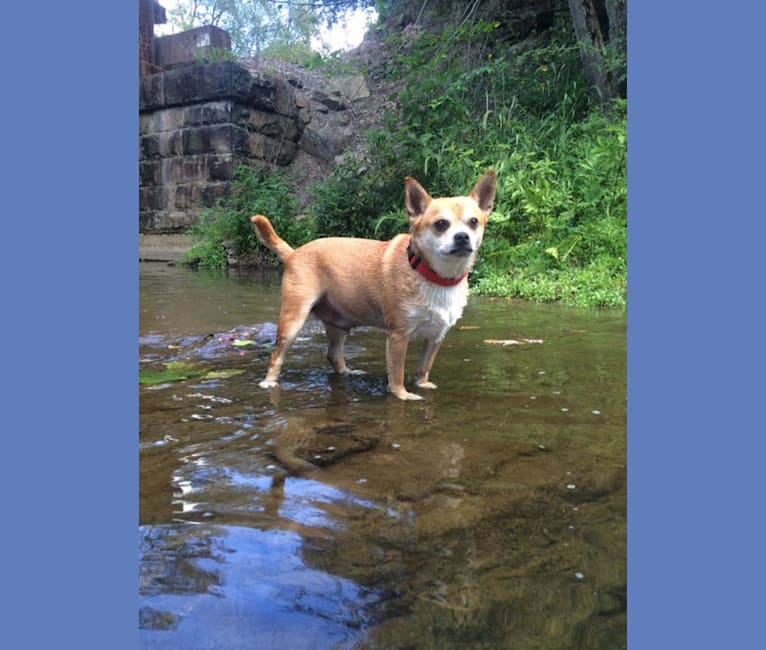 Frankie, a Chihuahua and Miniature Pinscher mix tested with EmbarkVet.com