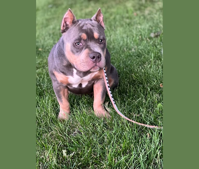 Penny-Mac, an American Bully tested with EmbarkVet.com