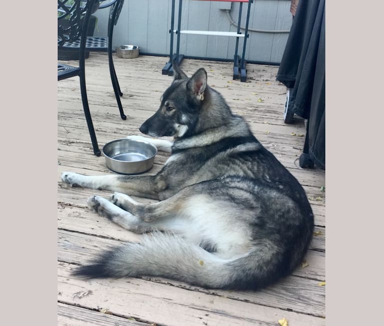 Embark Dog Dna Test Breed