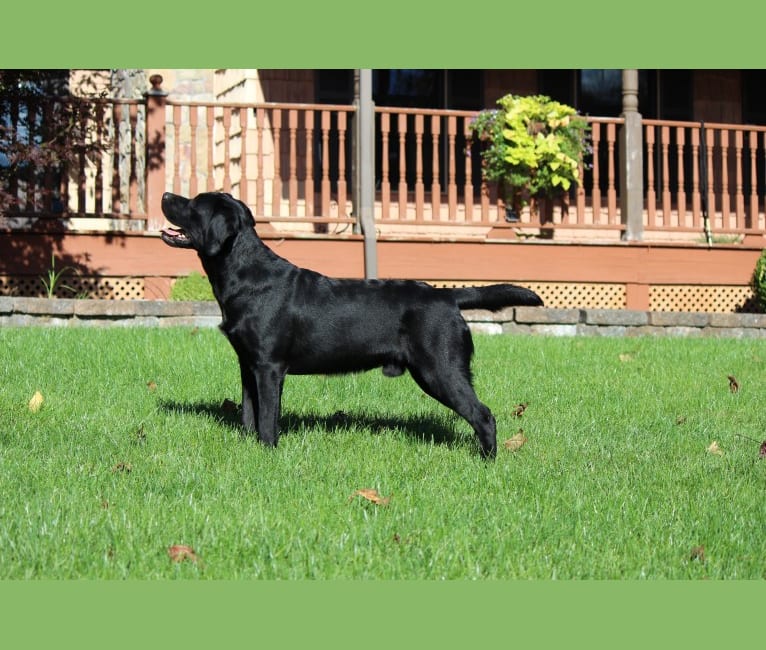 Photo of Nero, a Labrador Retriever  in Ludlow, MA, USA