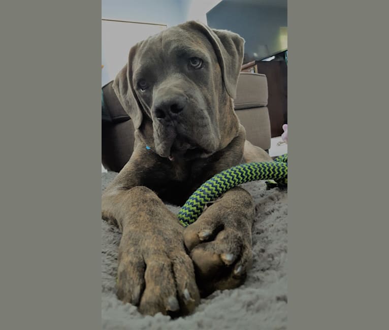 Cane corso boxer mix shop