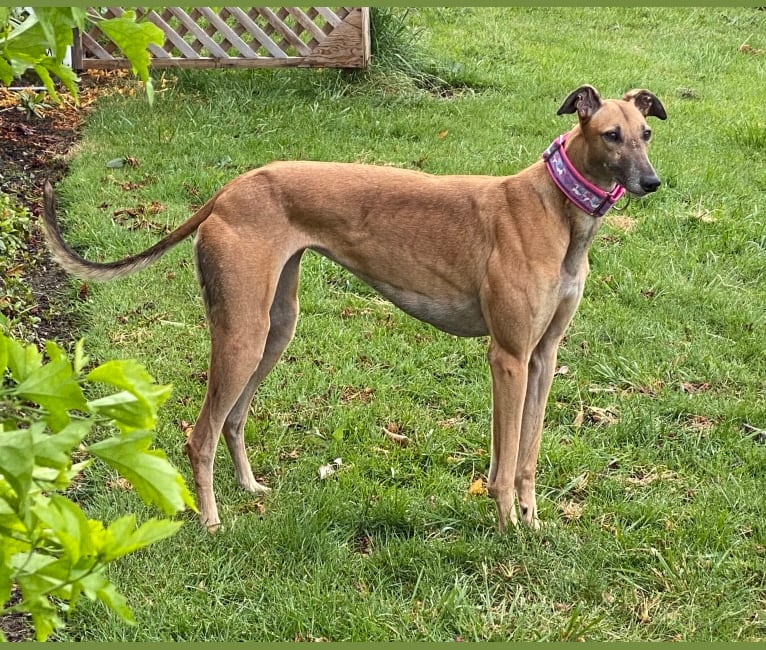 Photo of Holly, a Greyhound  in Oak Grove, MO, USA