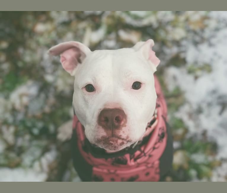 Photo of Nina, an American Bulldog and American Pit Bull Terrier mix in Rochester, New York, USA