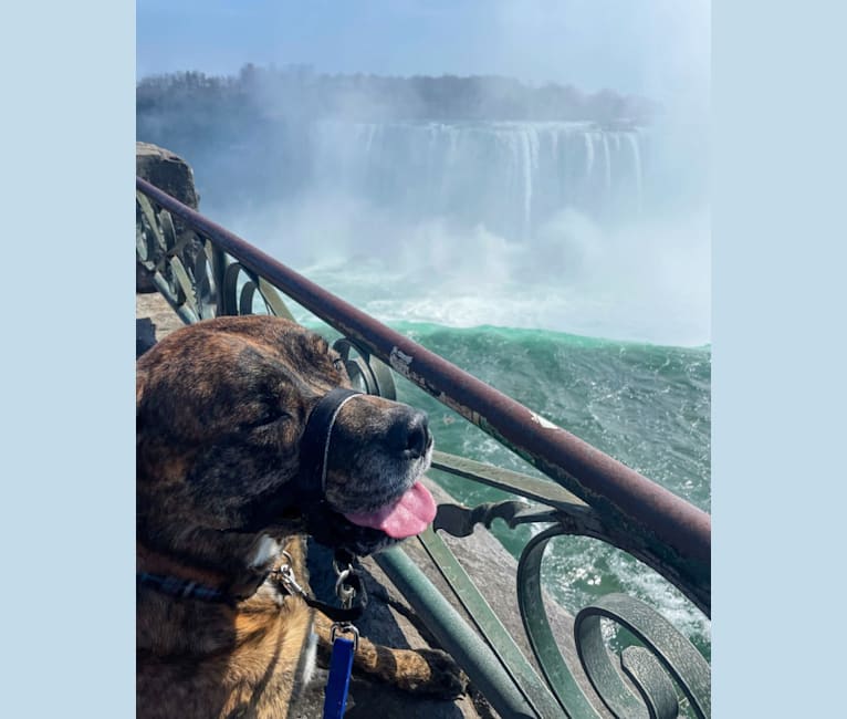 Photo of Bear, a Rottweiler, American Pit Bull Terrier, and German Shepherd Dog mix in Niagara Falls, Ontario, Canada