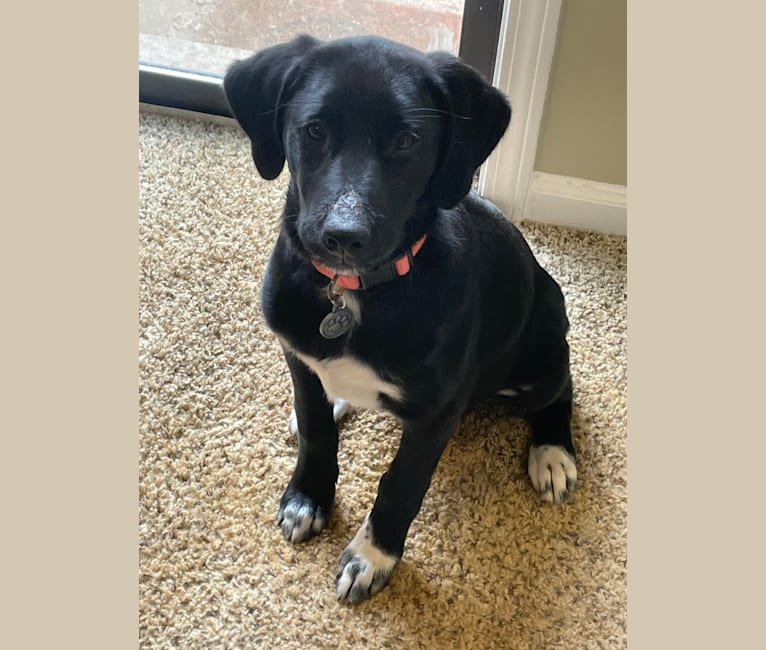 Embark Dog DNA Test Breed