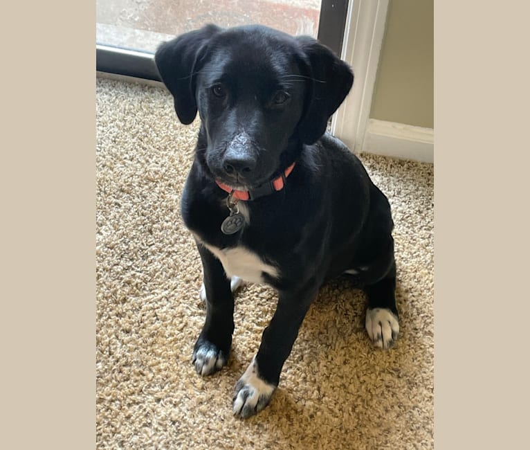 Belle, a Great Pyrenees and Labrador Retriever mix tested with EmbarkVet.com