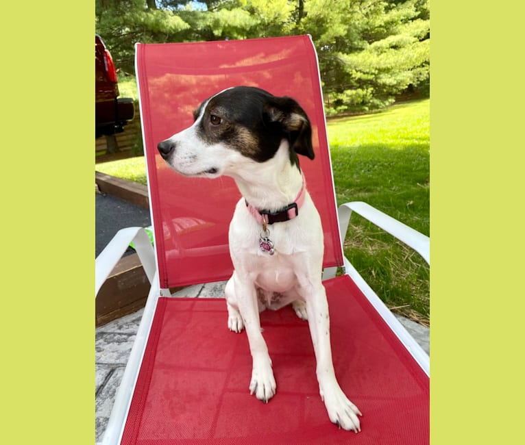Katy, an Australian Cattle Dog and American Pit Bull Terrier mix tested with EmbarkVet.com