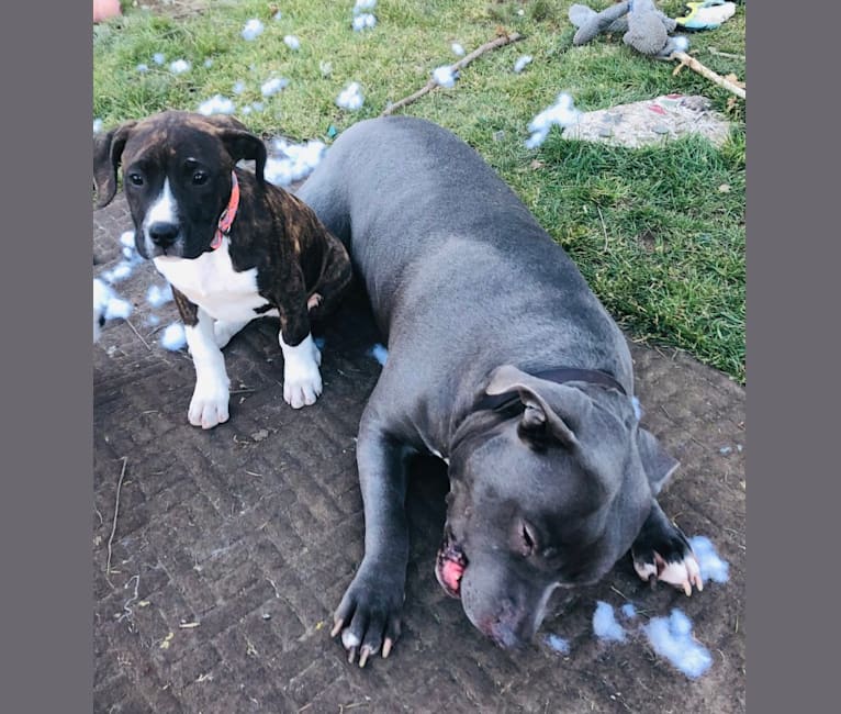 embark dog dna test breed