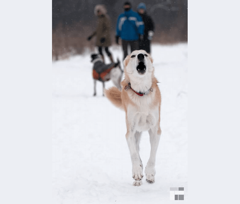 Roco, an Alaskan-type Husky tested with EmbarkVet.com