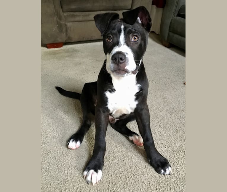 Marvin, an American Pit Bull Terrier and Cocker Spaniel mix tested with EmbarkVet.com