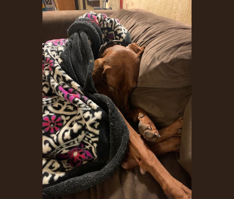 Photo of Red, a Redbone Coonhound  in Victor, New York, USA