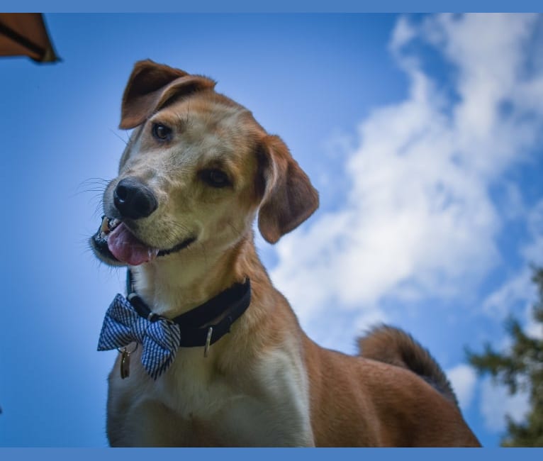 Link, a Siberian Husky and Golden Retriever mix tested with EmbarkVet.com