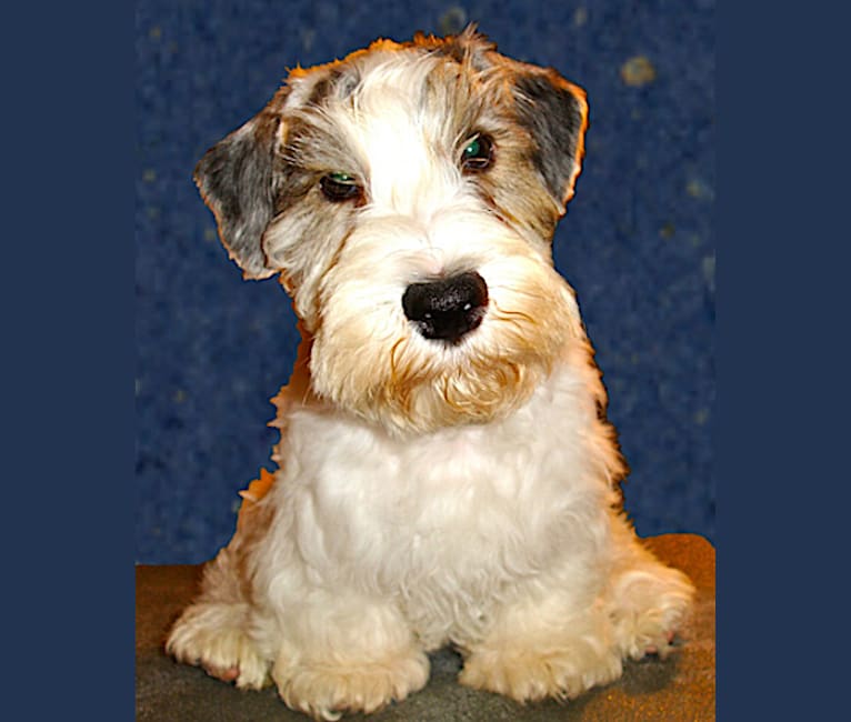 Dobby, a Sealyham Terrier tested with EmbarkVet.com