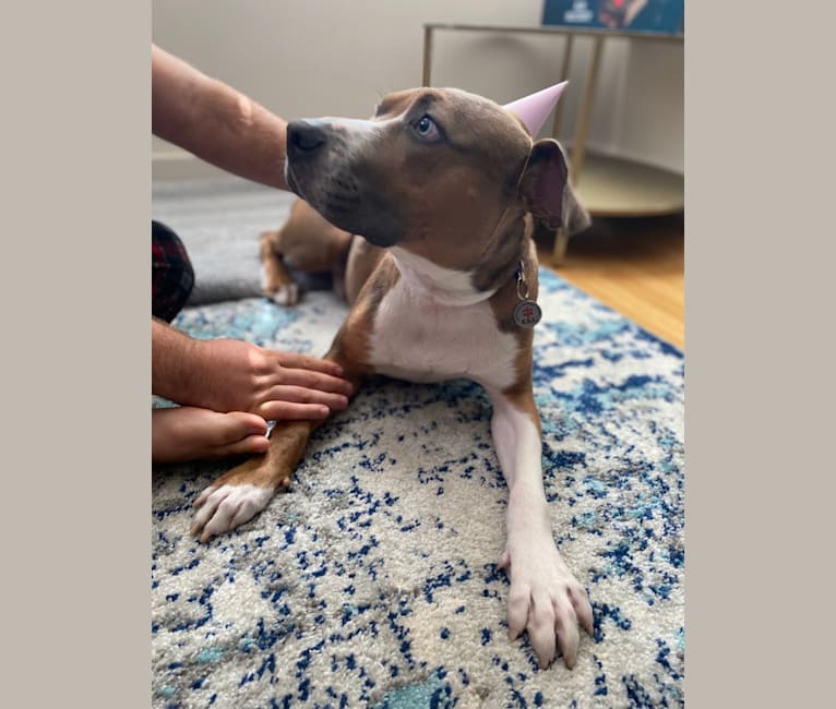 Morty, an American Pit Bull Terrier and American Staffordshire Terrier mix tested with EmbarkVet.com