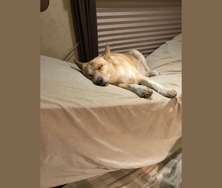 Photo of Dixie, a Carolina Dog  in South Carolina, USA