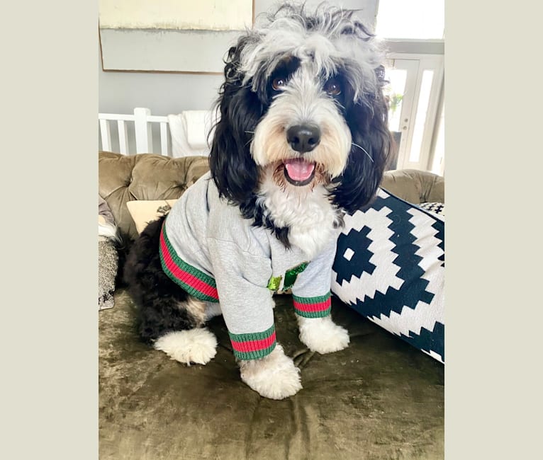 Photo of GUCCY Boy, a Bernedoodle  in Ohio, USA
