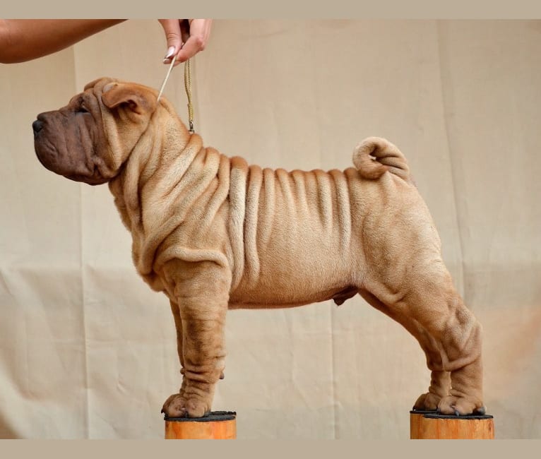 Shar pei merle online
