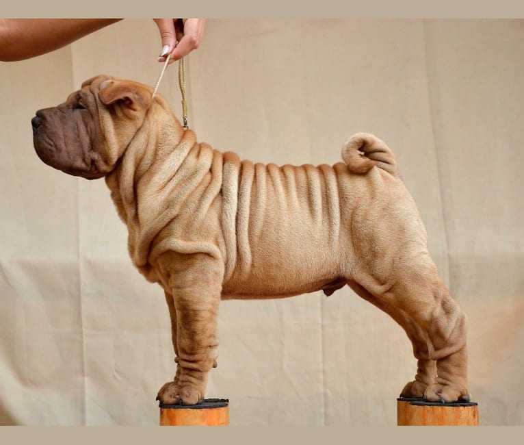 IDOL, a Chinese Shar-Pei tested with EmbarkVet.com