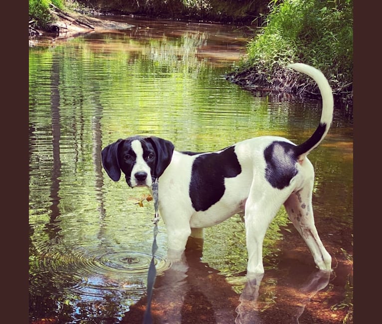 Rocco, a Treeing Walker Coonhound and American Pit Bull Terrier mix tested with EmbarkVet.com