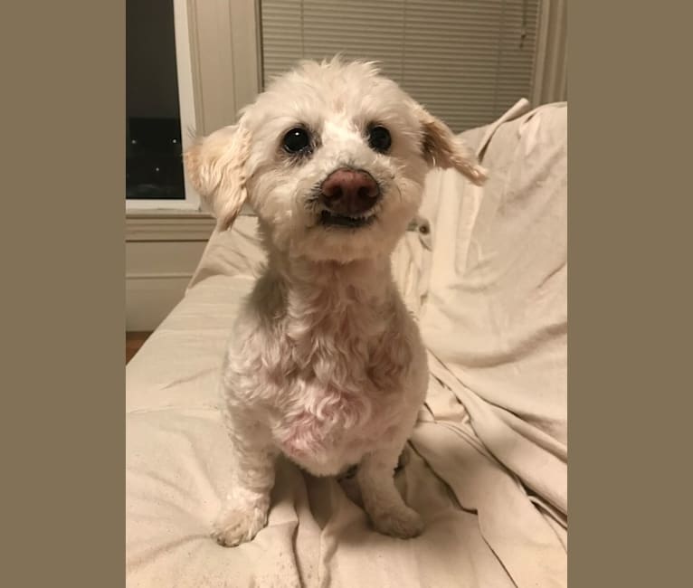 Bobby McGee, a Poodle (Small) and Cocker Spaniel mix tested with EmbarkVet.com