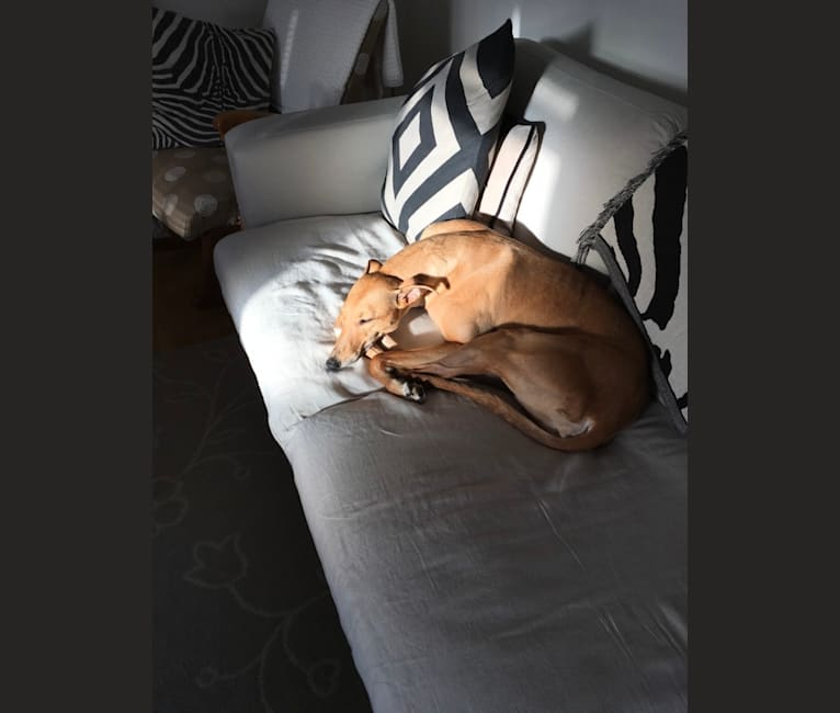 Honey, a Greyhound tested with EmbarkVet.com