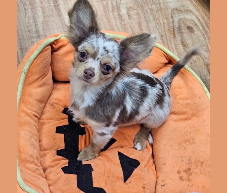 Carter, a Chihuahua (5.7% unresolved) tested with EmbarkVet.com