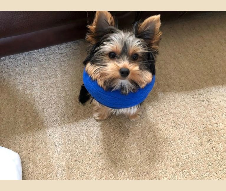 Maisey Belle of Swanscombe Kent, a Yorkshire Terrier tested with EmbarkVet.com