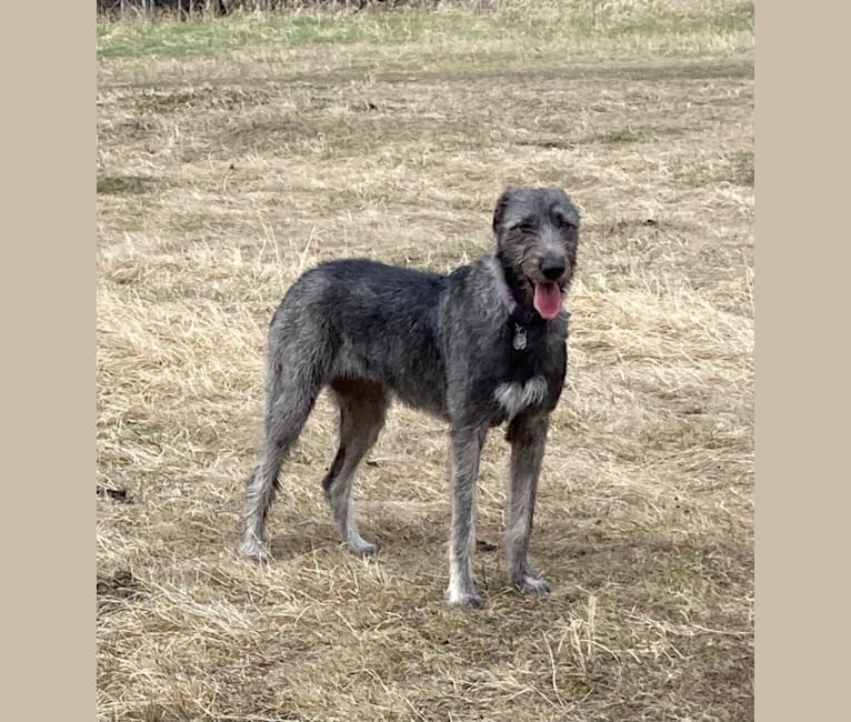 Highland wolfhounds 2025