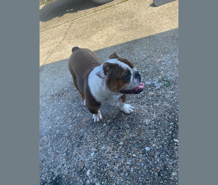 Photo of Yaya The One, a Bulldog  in New Orleans, LA, USA