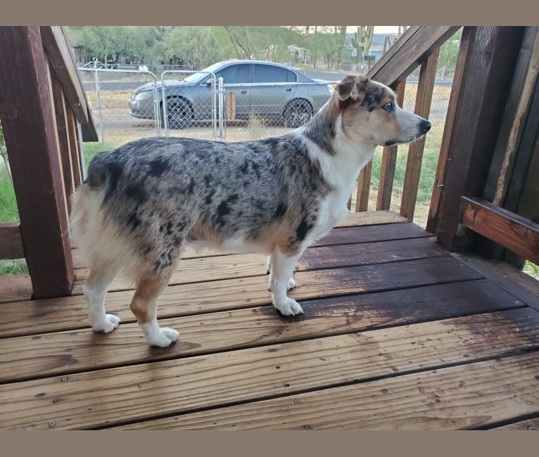 Ziggy Stardust, a Miniature/MAS-type Australian Shepherd and Pembroke Welsh Corgi mix tested with EmbarkVet.com