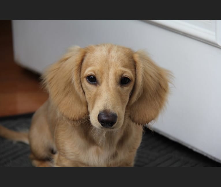 Oliver (Ollie) von Frederick, a Dachshund tested with EmbarkVet.com