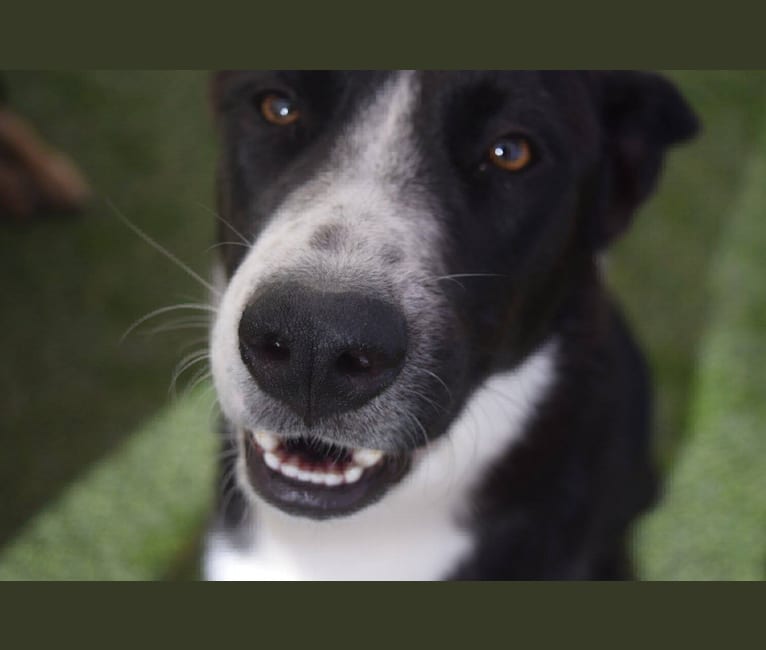 Bodhi, an Australian Cattle Dog and Siberian Husky mix tested with EmbarkVet.com