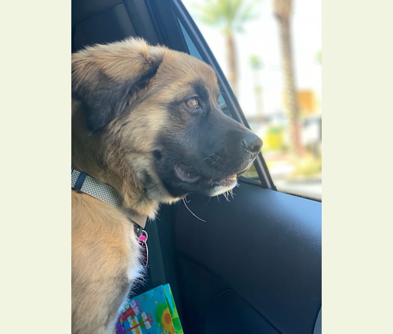 Diego, a Mastiff and German Shepherd Dog mix tested with EmbarkVet.com
