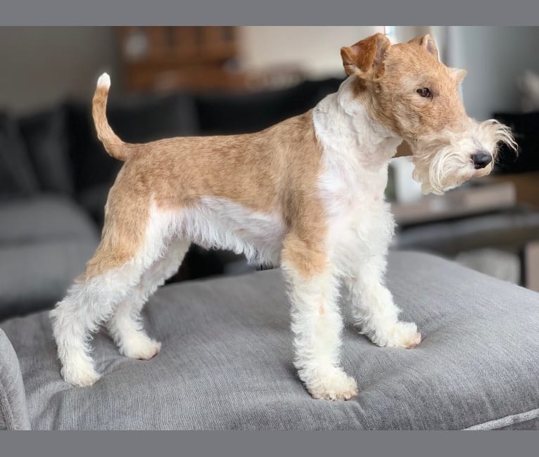 Rocky, a Wire Fox Terrier tested with EmbarkVet.com