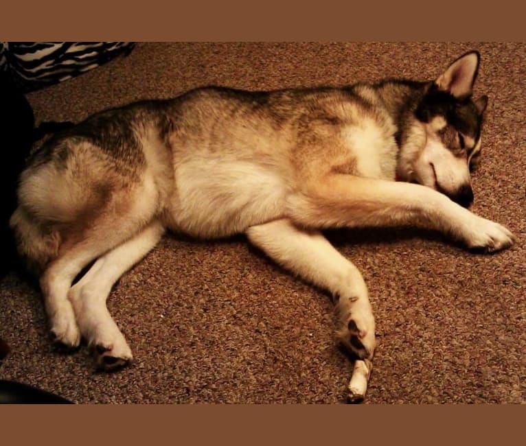 Photo of Mazzy, a Siberian Husky and Alaskan Malamute mix in Hope Animal Shelter, Easy Street, Ironwood, MI, USA