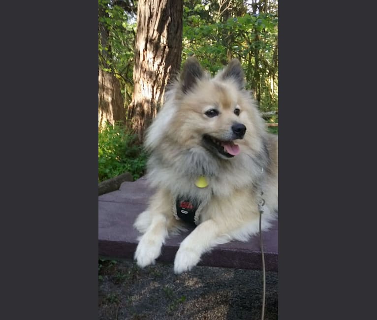 American eskimo dog sales mixed with pomeranian