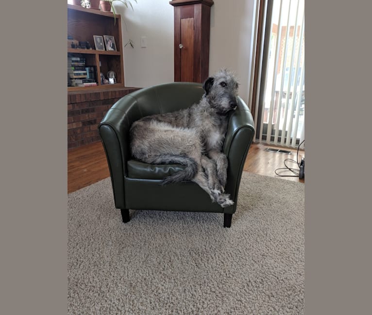 Shadow, an Irish Wolfhound tested with EmbarkVet.com