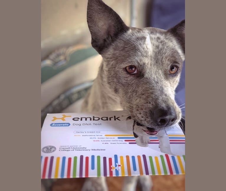 Odin, a German Shepherd Dog and Australian Cattle Dog mix tested with EmbarkVet.com