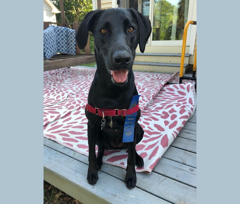 Otter, a Labrador Retriever and Mountain Cur mix tested with EmbarkVet.com