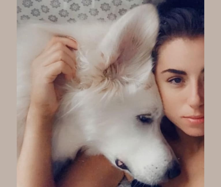 Moana, a Great Pyrenees and Anatolian Shepherd Dog mix tested with EmbarkVet.com