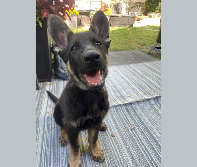Dino, a German Shepherd Dog tested with EmbarkVet.com