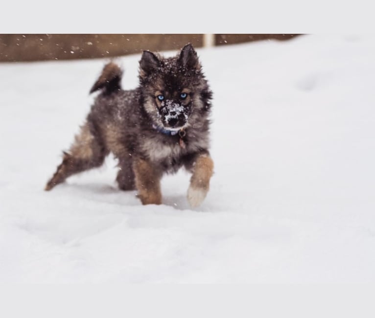 Photo of Kaia, a Siberian Husky  in Menasha, WI, USA