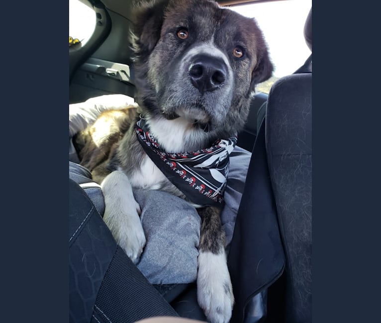 Embark Dog DNA Test Breed