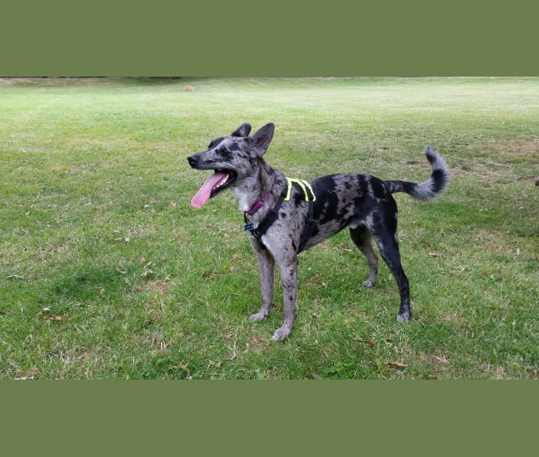 Cosmo, a German Shepherd Dog and Australian Shepherd mix tested with EmbarkVet.com