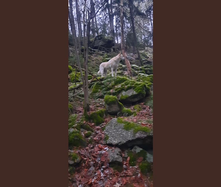 Widu, a Canaan Dog tested with EmbarkVet.com