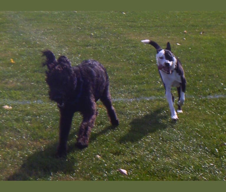 Photo of Lizy, a German Shepherd Dog, Akita, and Labrador Retriever mix in Annapolis, Maryland, USA