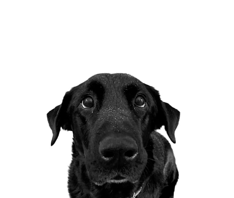 Bear, a Labrador Retriever and German Shepherd Dog mix tested with EmbarkVet.com