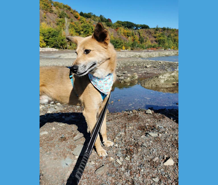 Abel, a German Shepherd Dog and Jindo mix tested with EmbarkVet.com